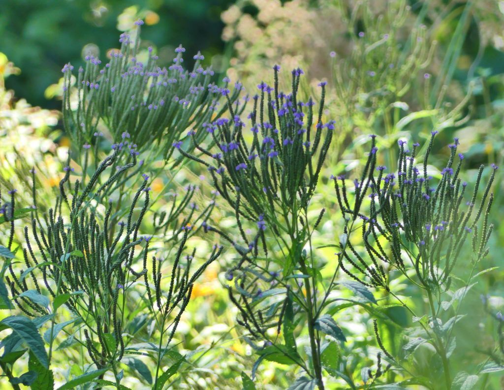 Blue vervain