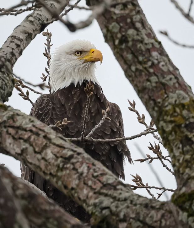 Bald eagle