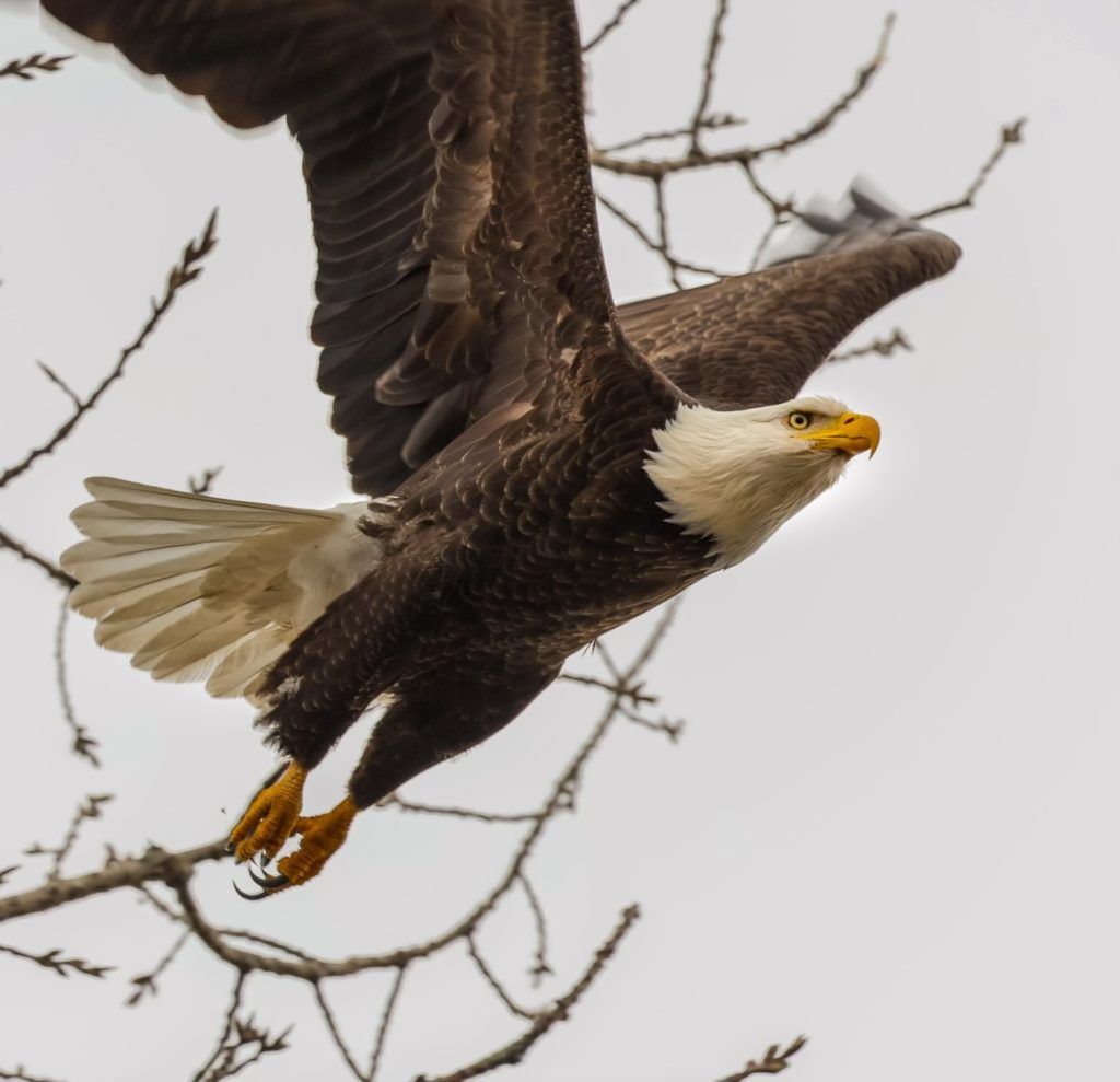 Bald eagle