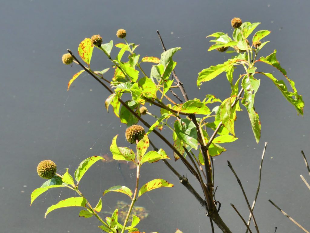 Button bush