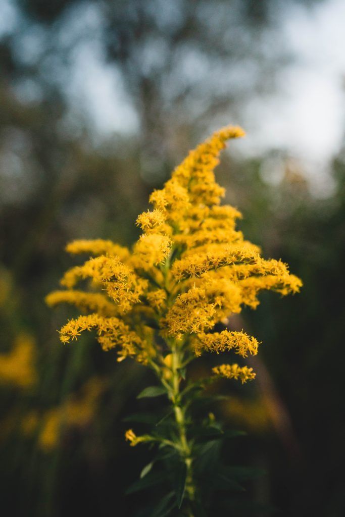 Canada goldenrod