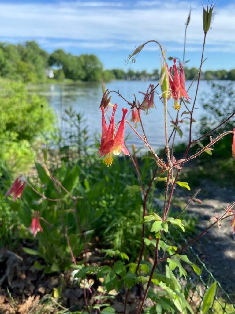 Columbine