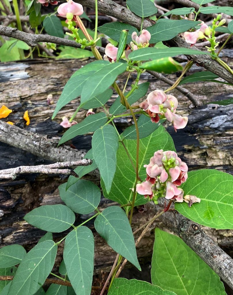 Groundnut vine