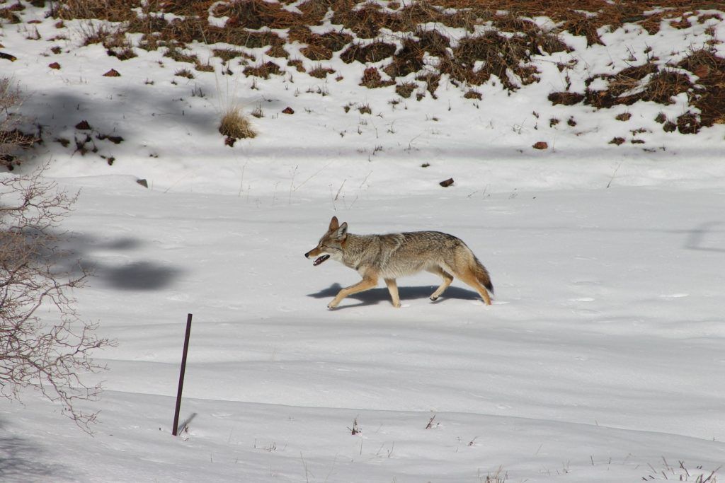 Coyote