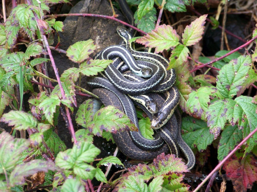 Garter snake