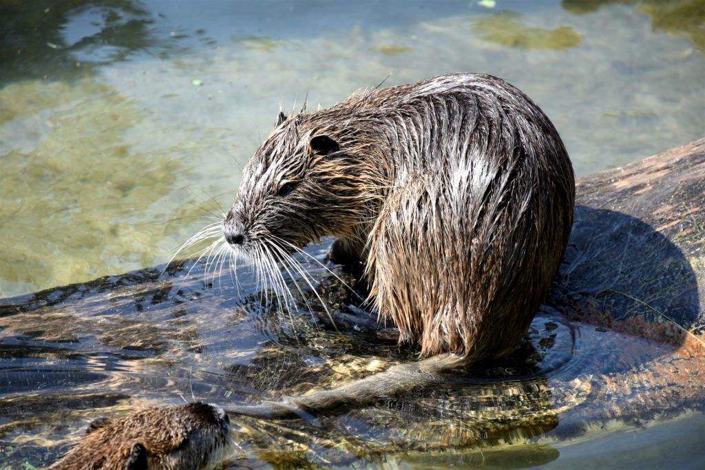 Muskrat