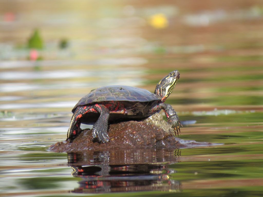 Painted turtle