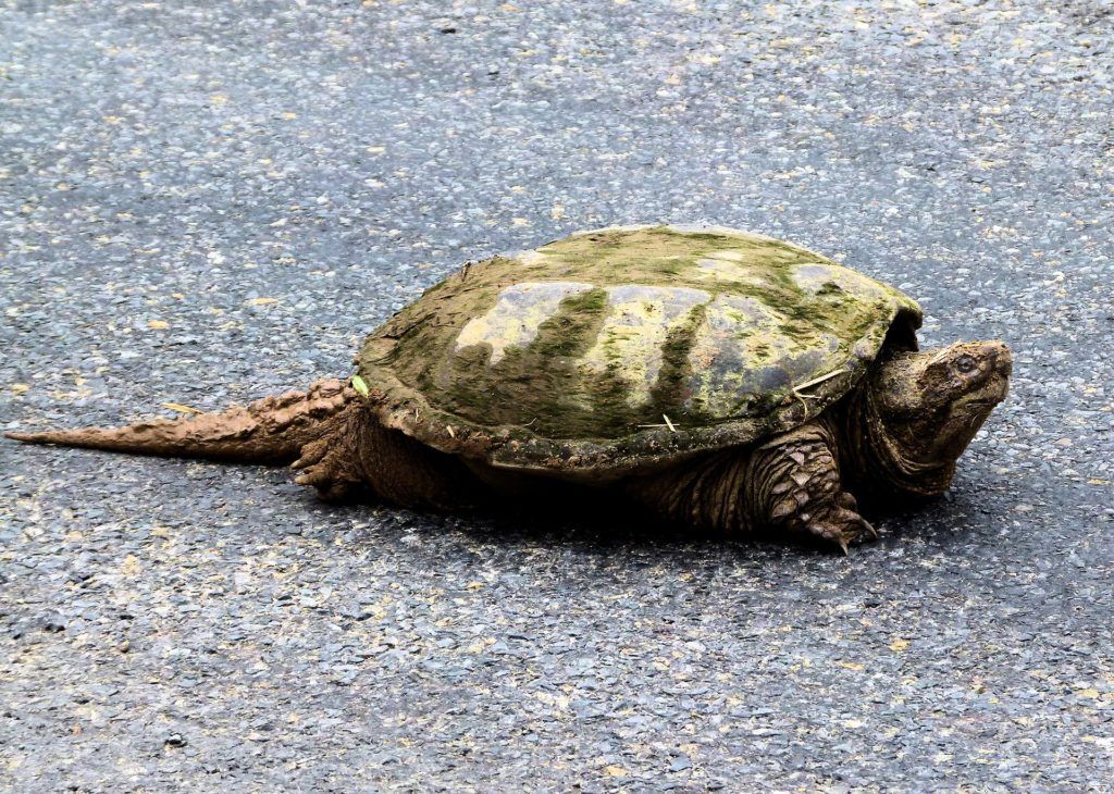 Snapping turtle