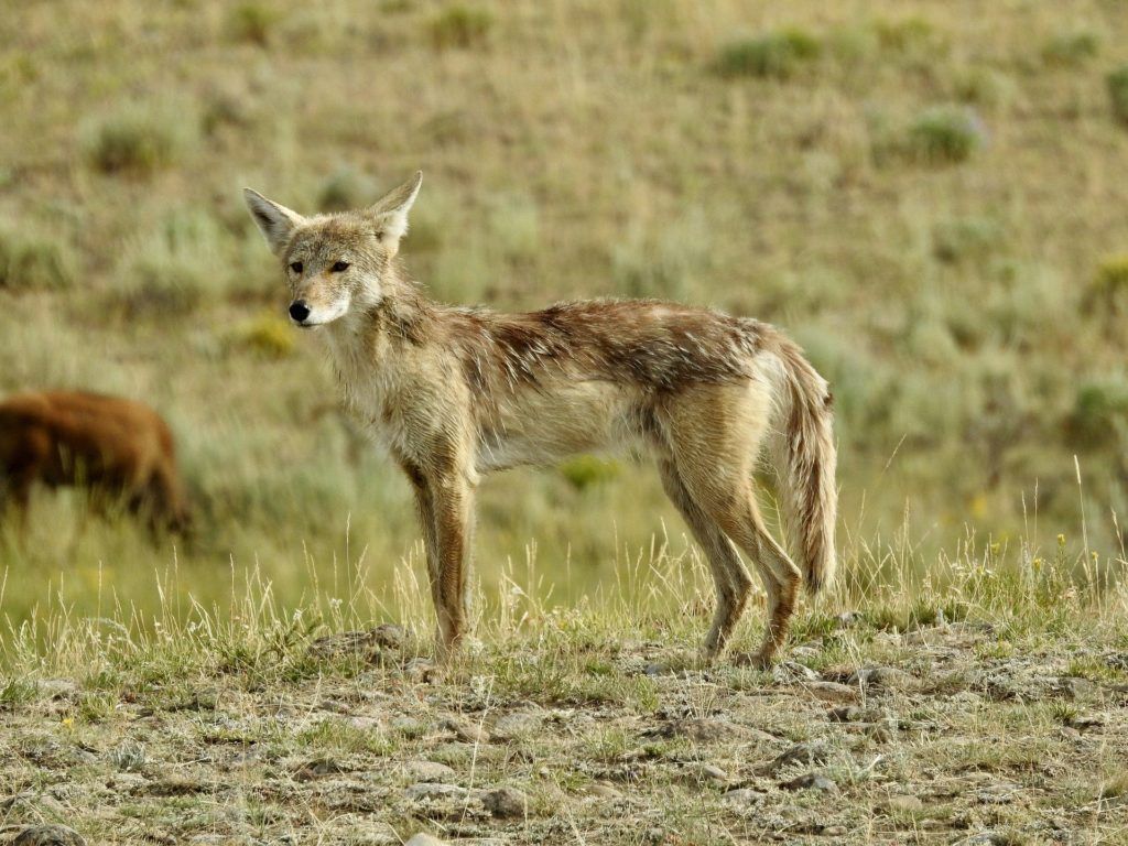 Coyote