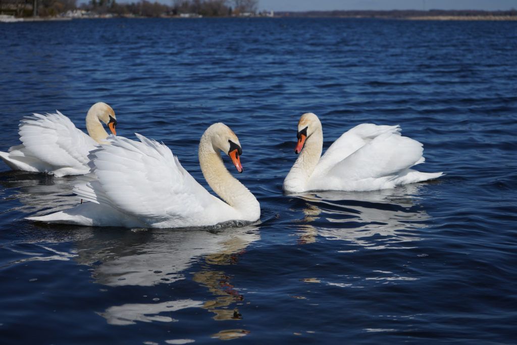Mute swans