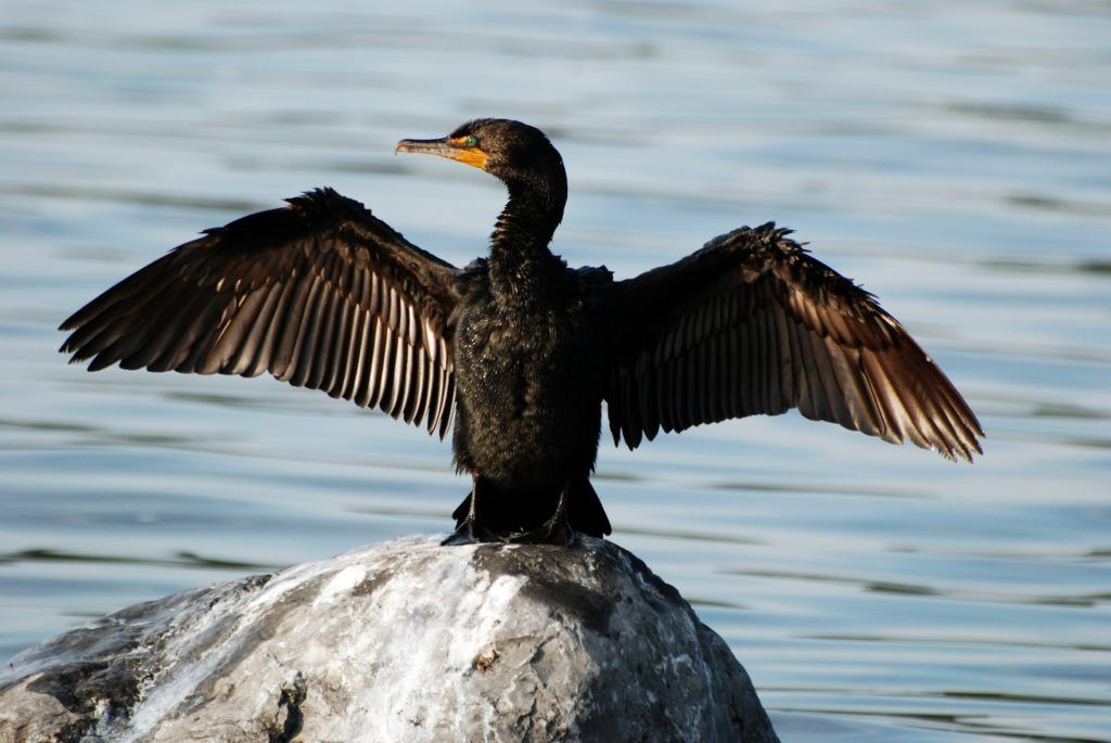 Double-crested cormorant