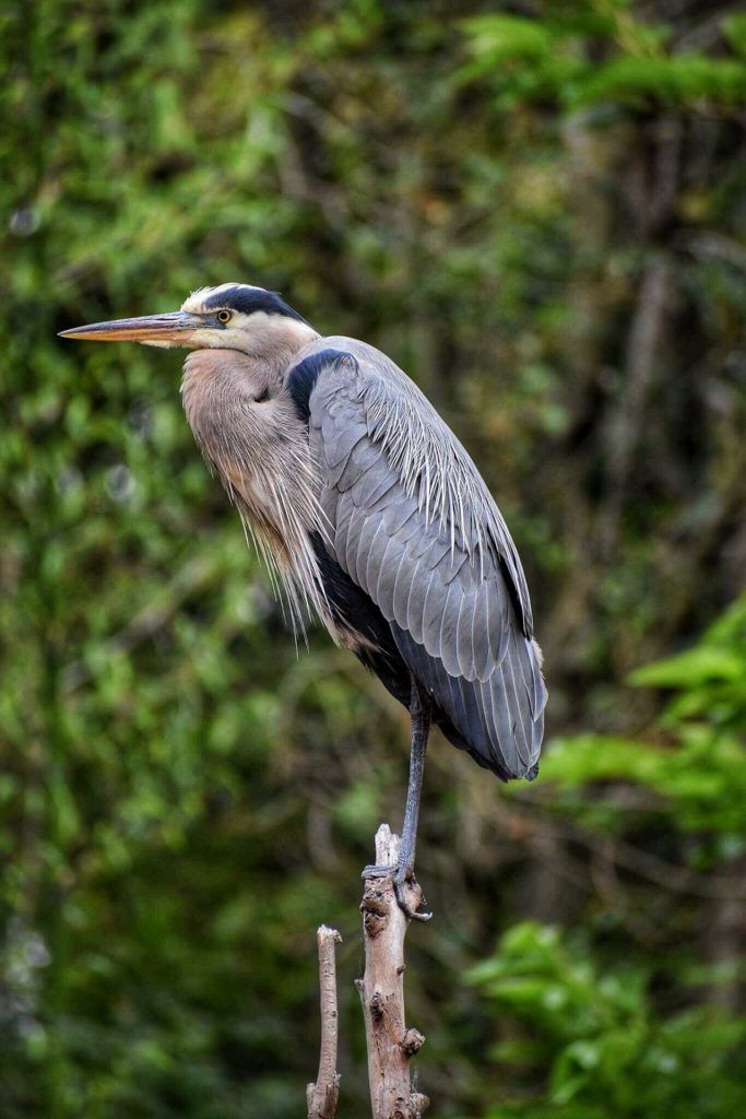Great blue heron