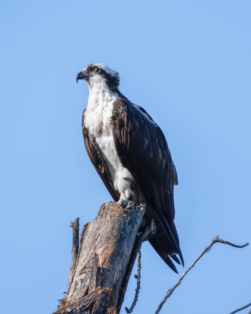 Osprey