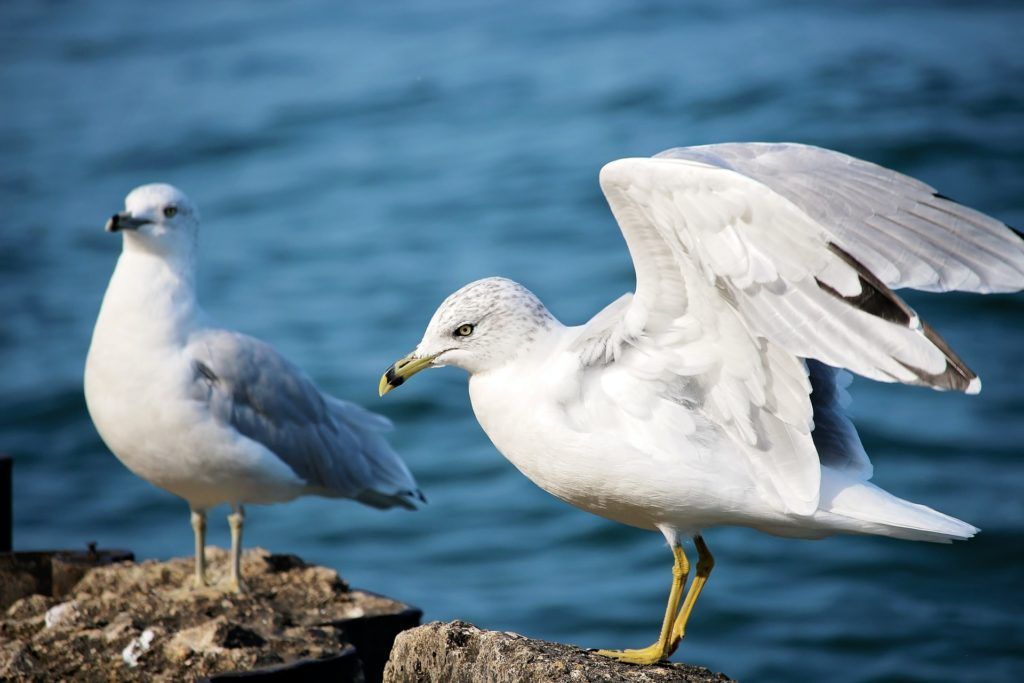 Ring-bill gull