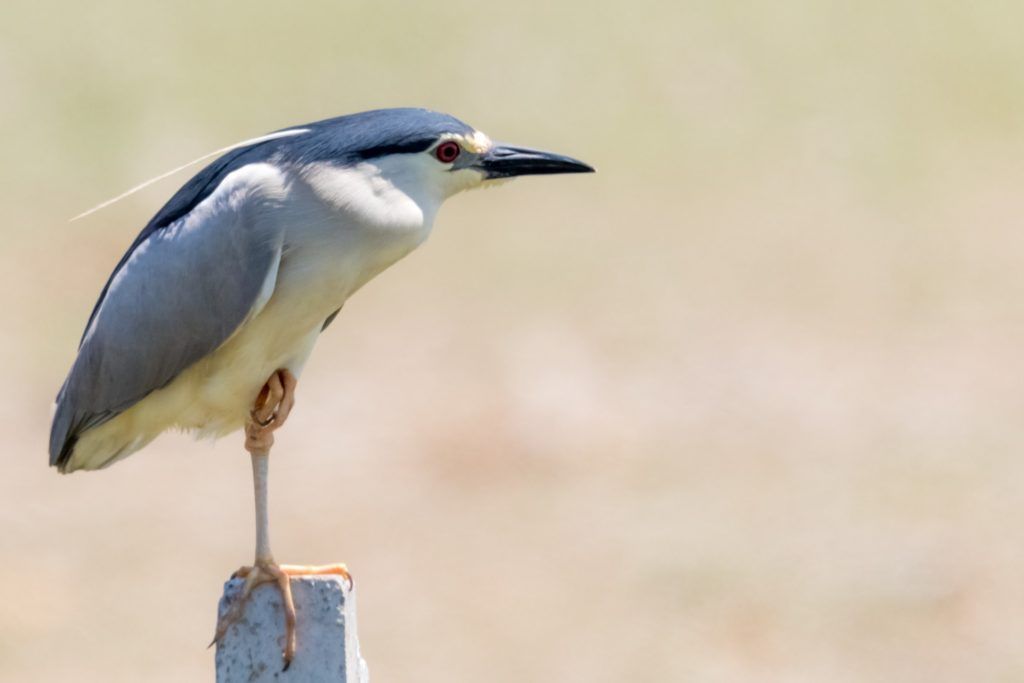 Black_crowned night heron