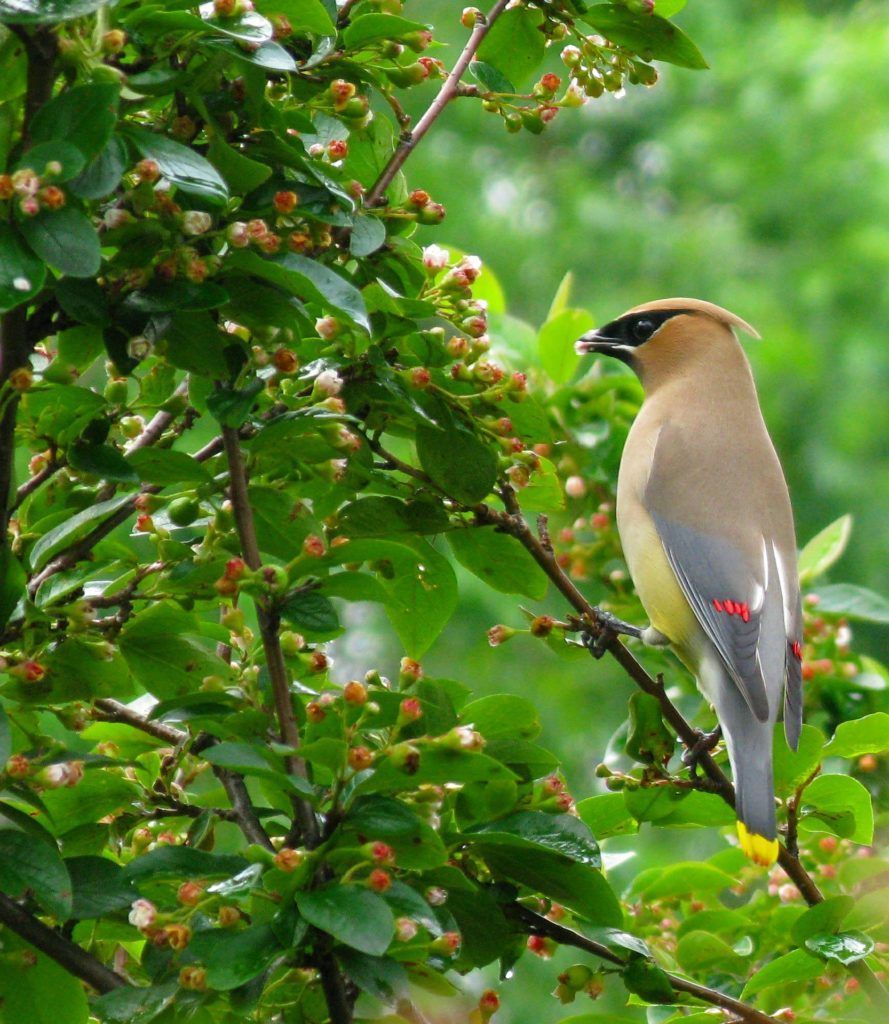 Cedar waxwing
