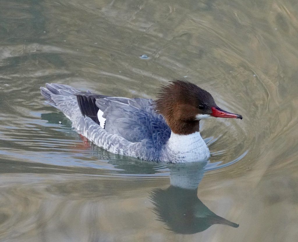 Common merganser, female