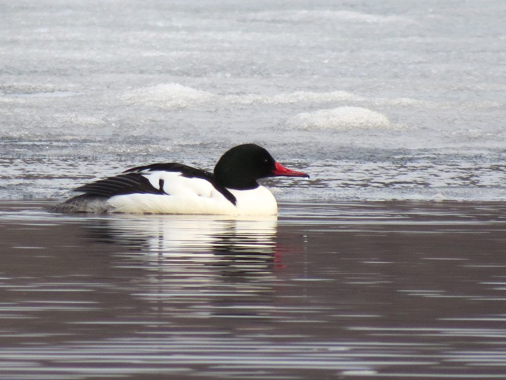 Common merganser, male