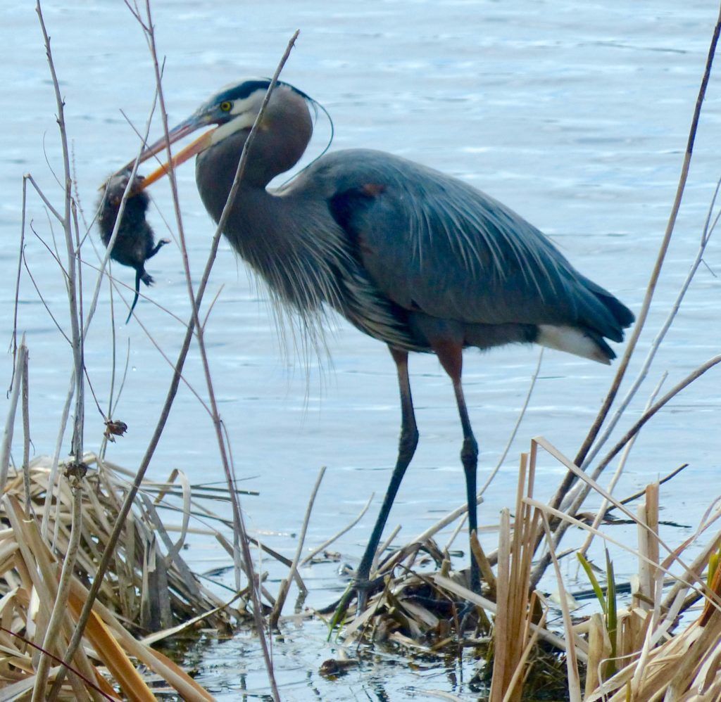 Great blue heron and muskrat