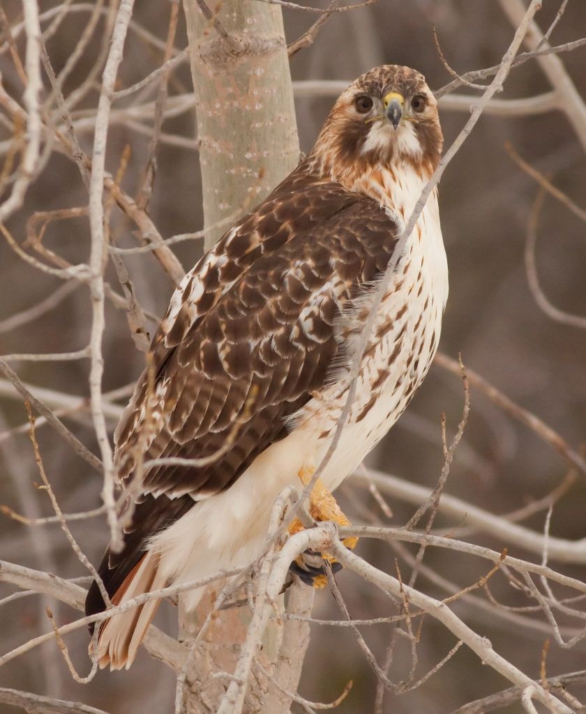 Red-tailed hawk