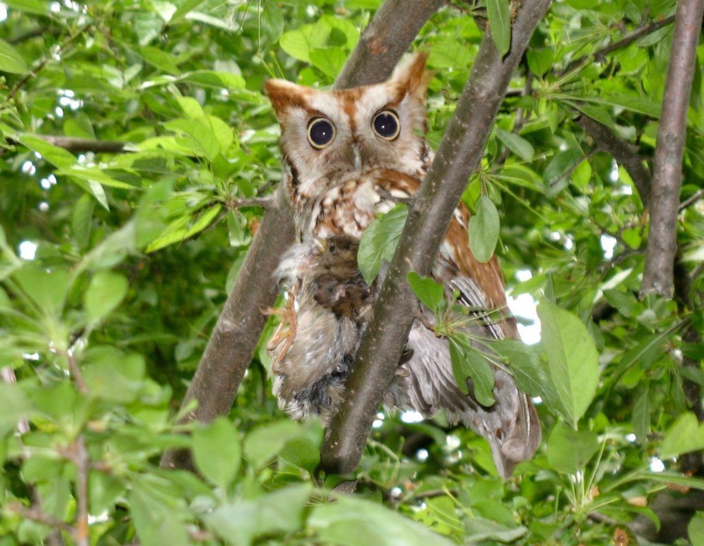 Screetch owl