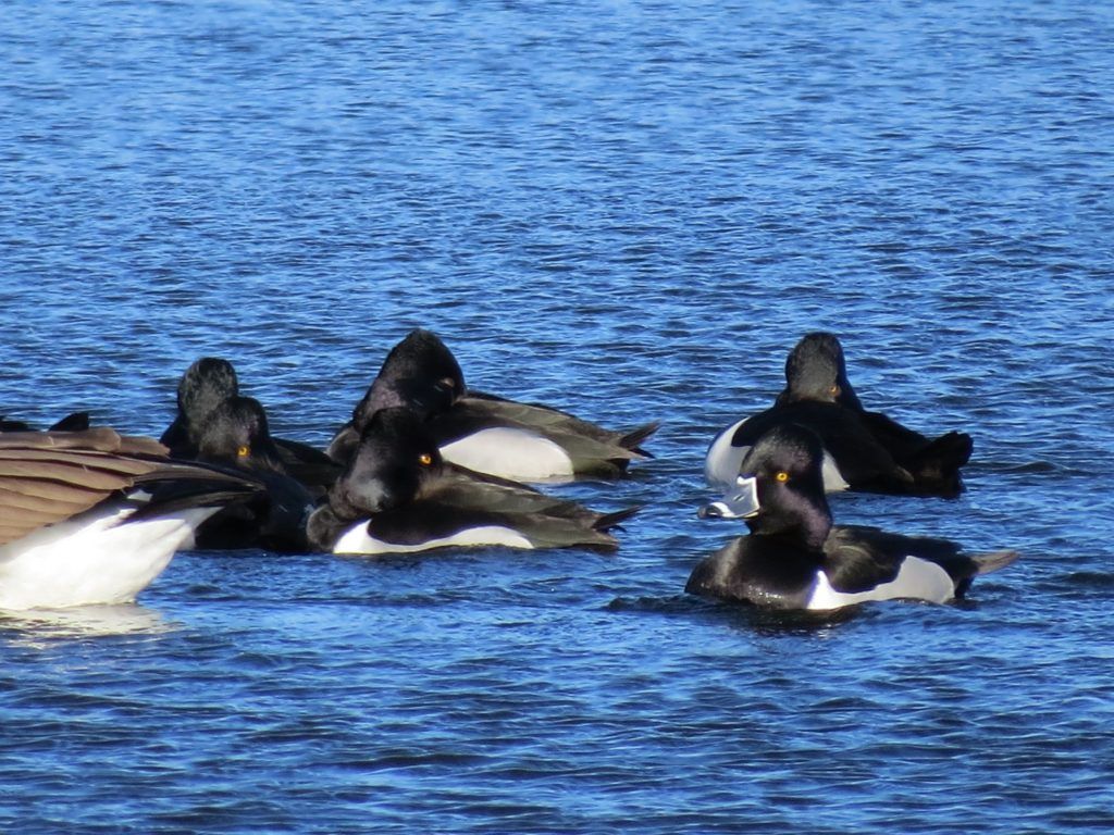 Ringneck ducks