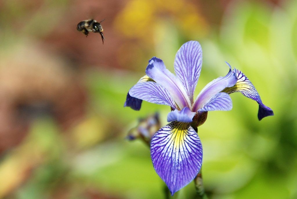 Blue flag iris