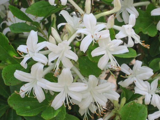 Swamp azalea