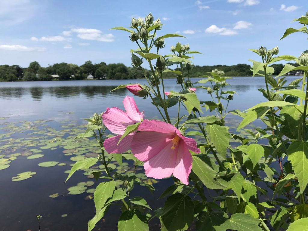 Swamp mallow