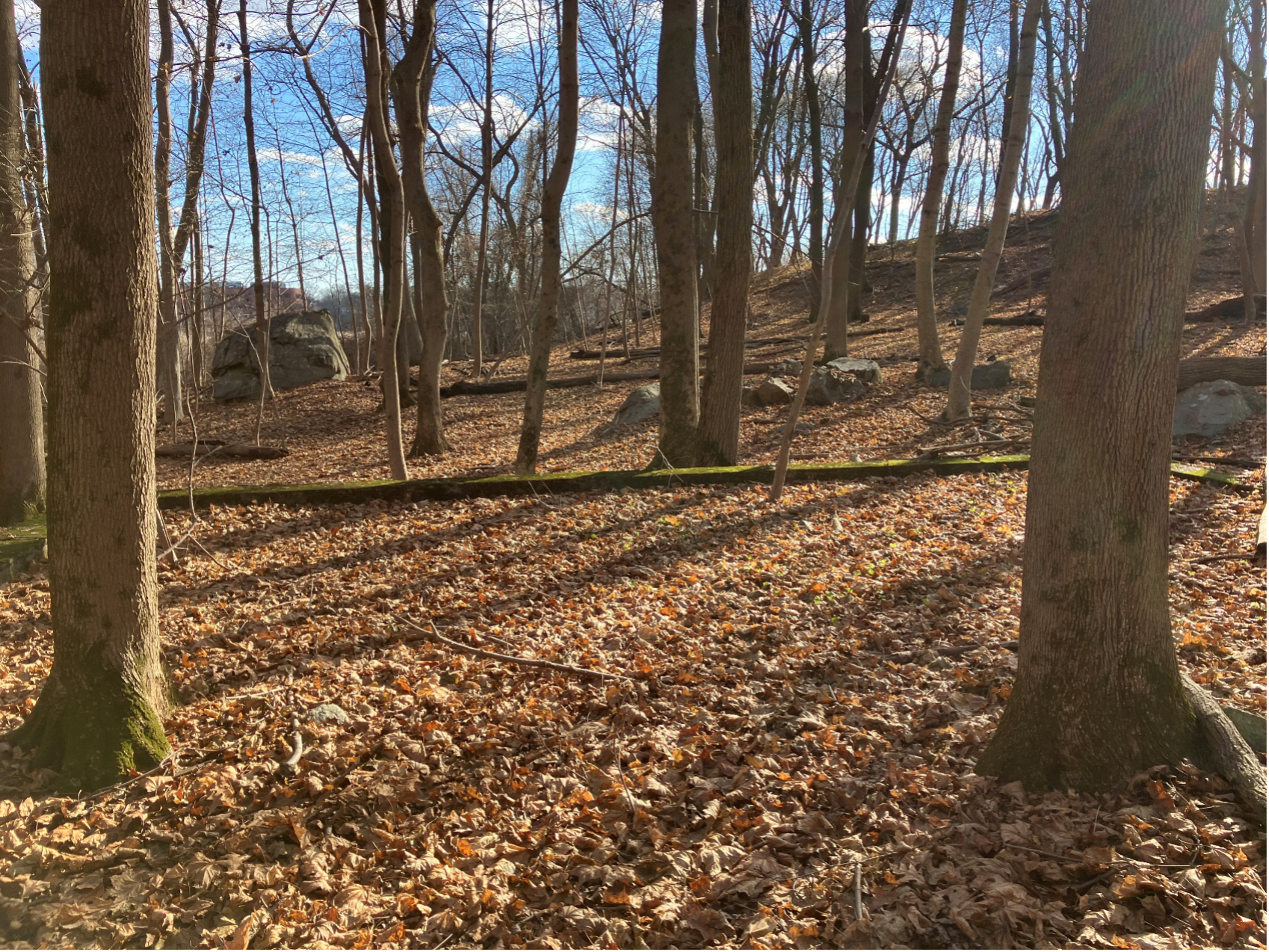 Lawrence Meadow