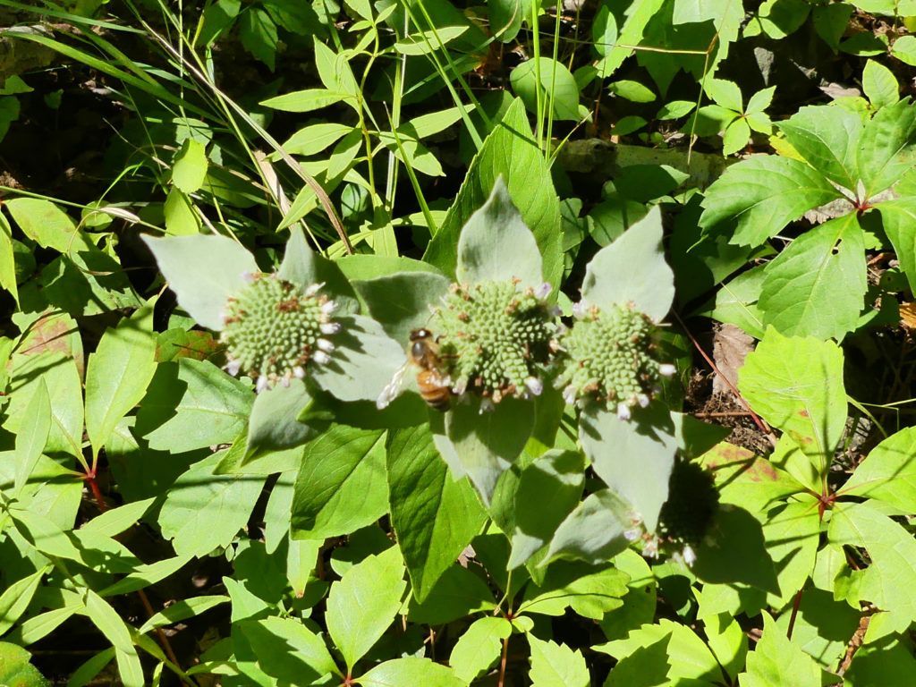 Mtn Mintflower
