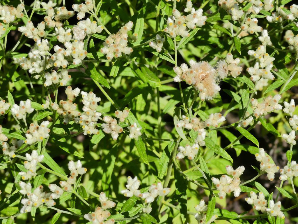 Pearly everlasting