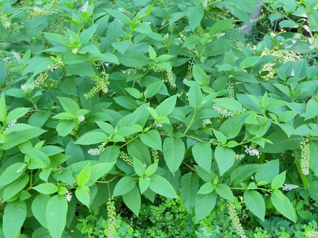 Pokeweed