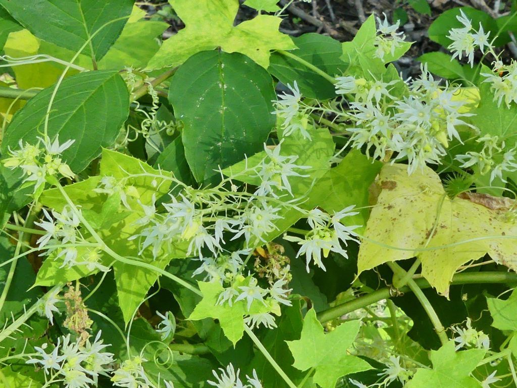 Wild cucumber