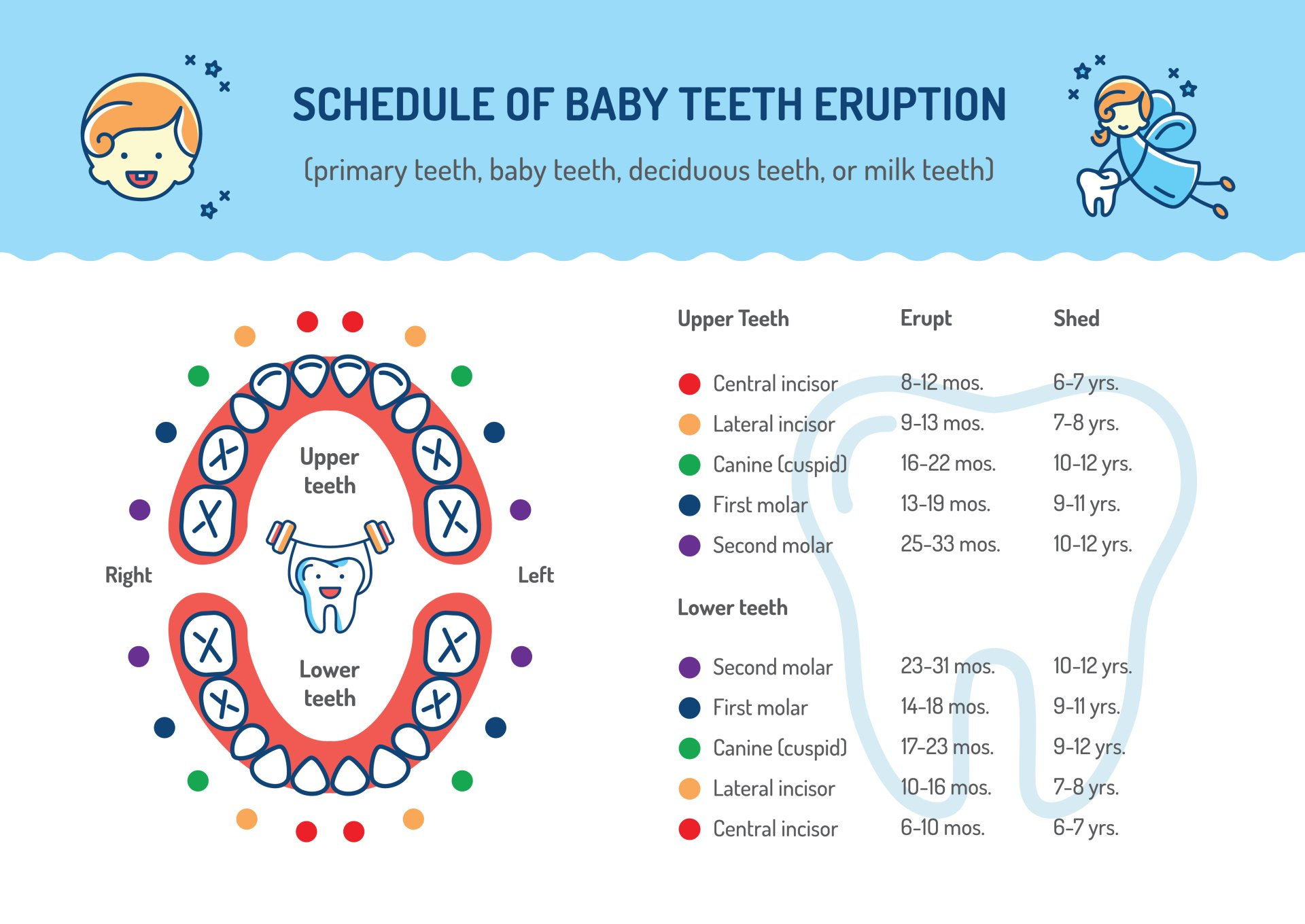 Schedule of baby teeth | chart of baby teeth and when they erupt | child dentist near you | Total Dental Care of South Carolina | Dentist In Columbia, South Carolina