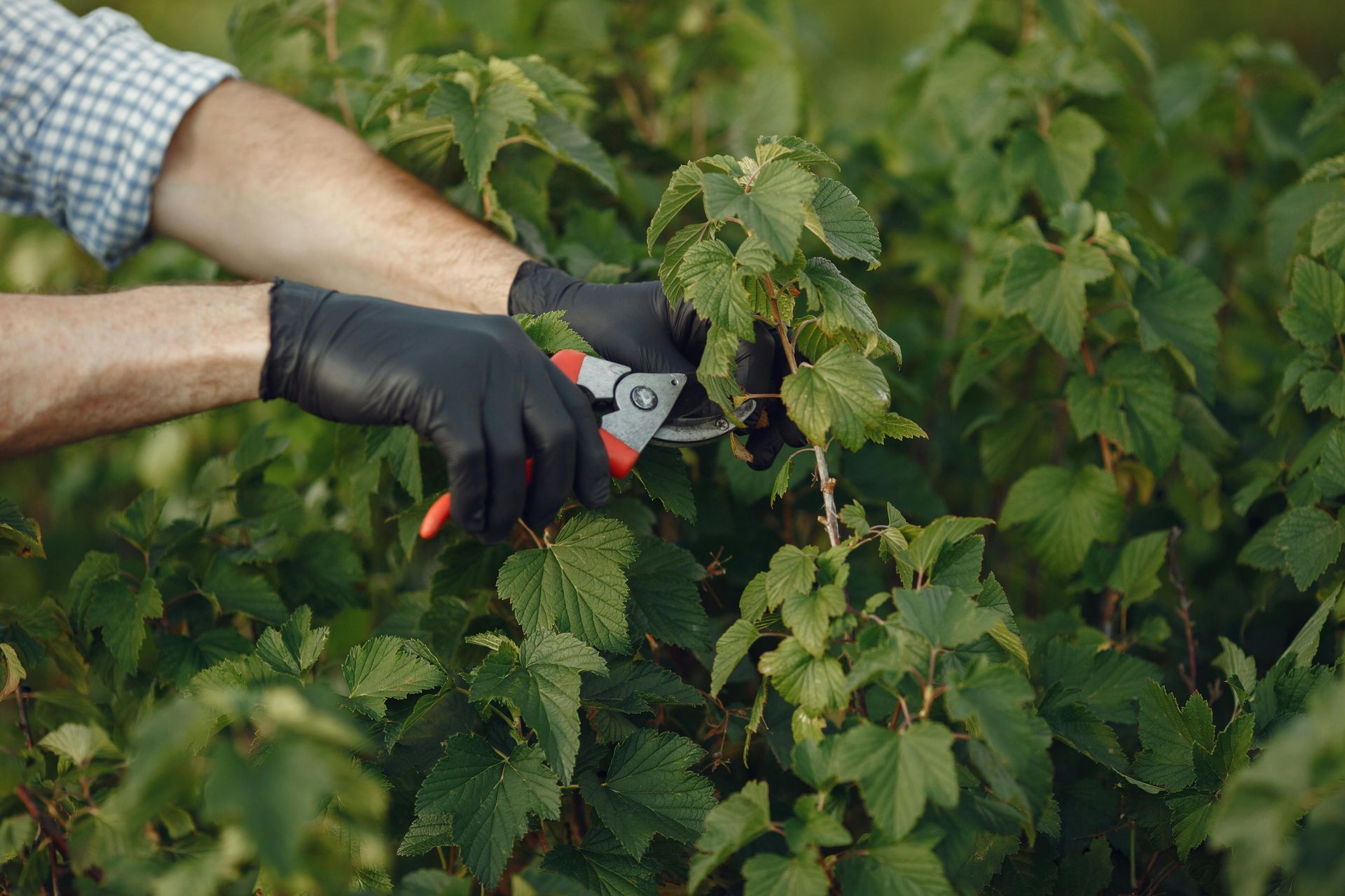 A person wearing black gloves uses red pruning shears to trim green leaves on a leafy bush.