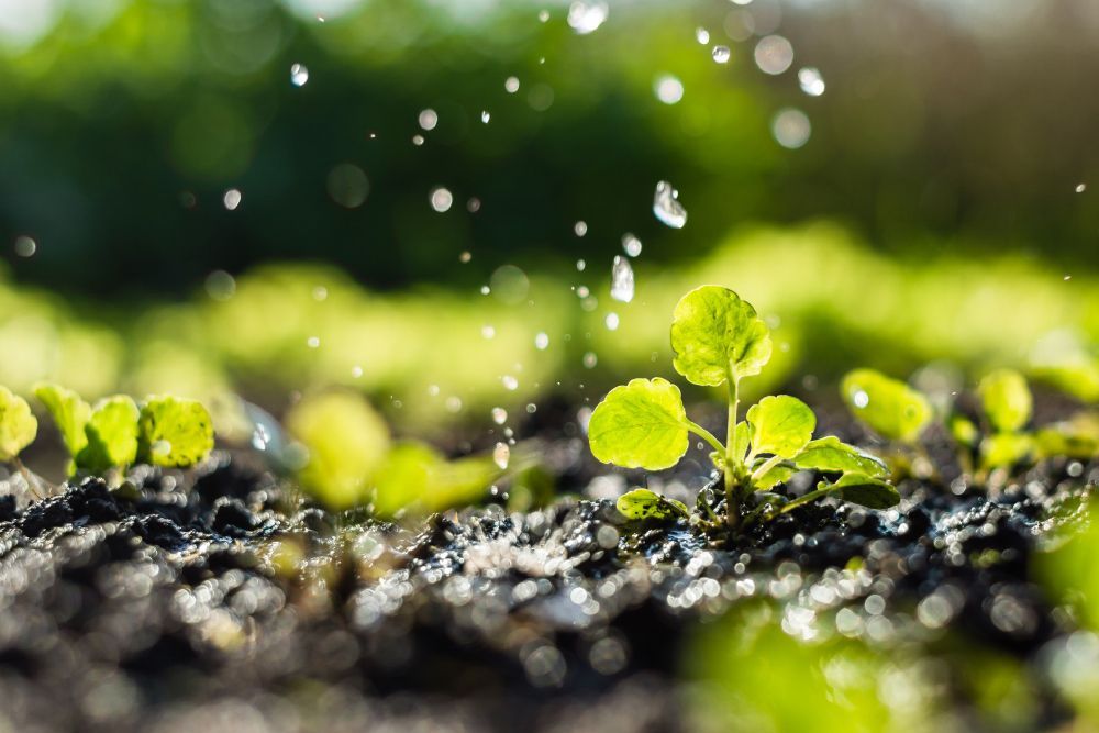 Watering Plants — Ault, CO — Quality Well & Pump
