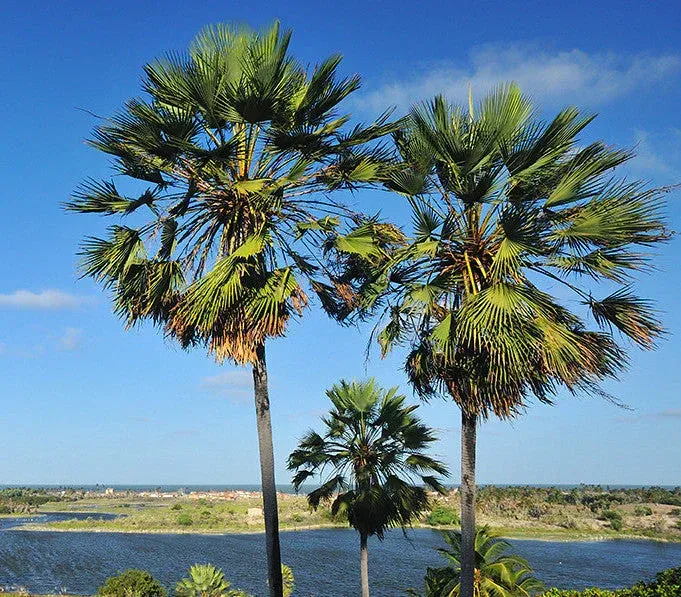Carnauba Palm Tree at the beach