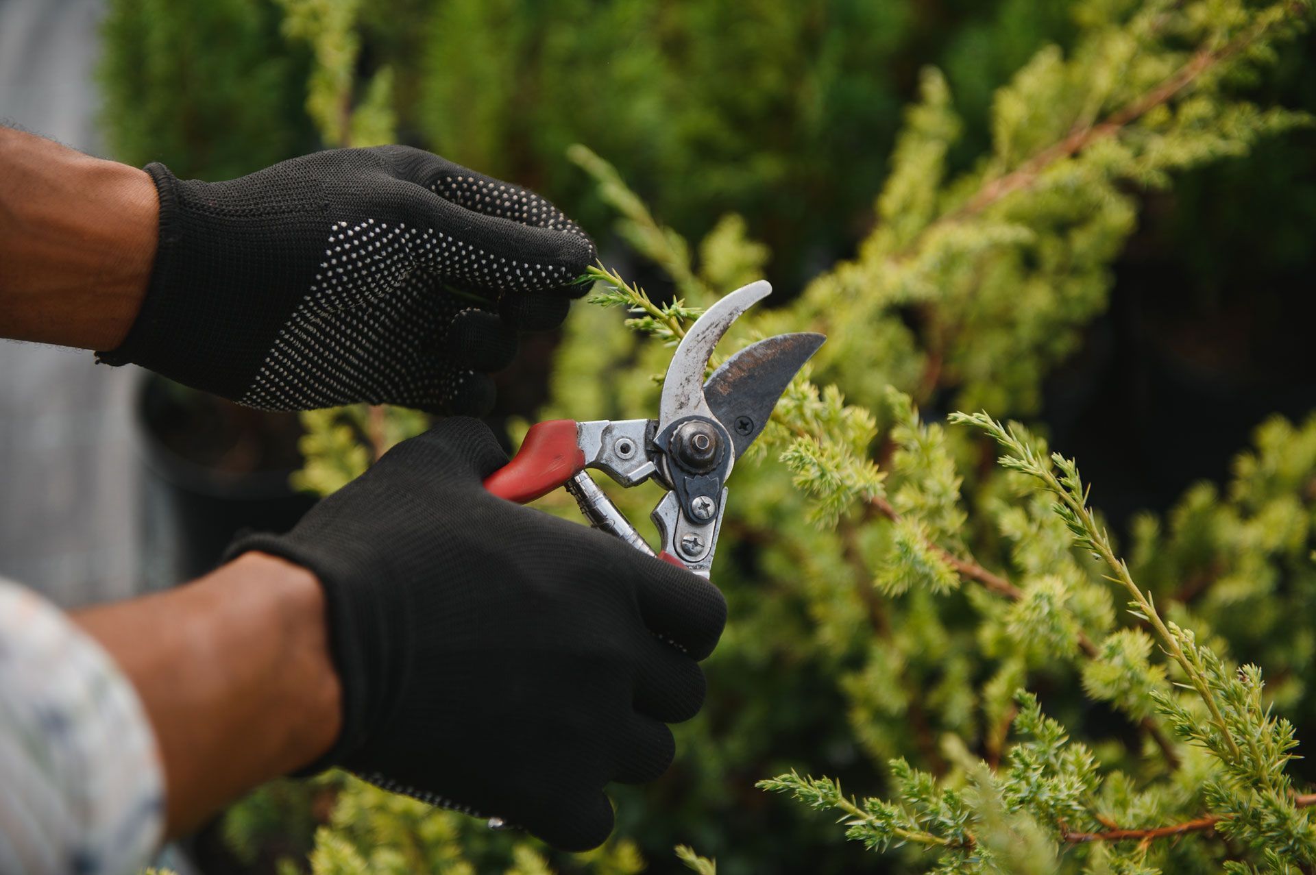 Gloved hands pruning a green shrub with garden shears outdoors