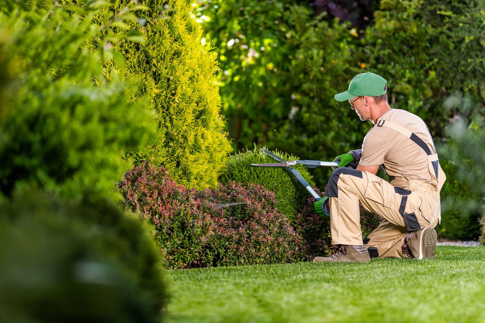 Gardener in beige workwear trimming hedges in a lush green garden with a hedge trimmer