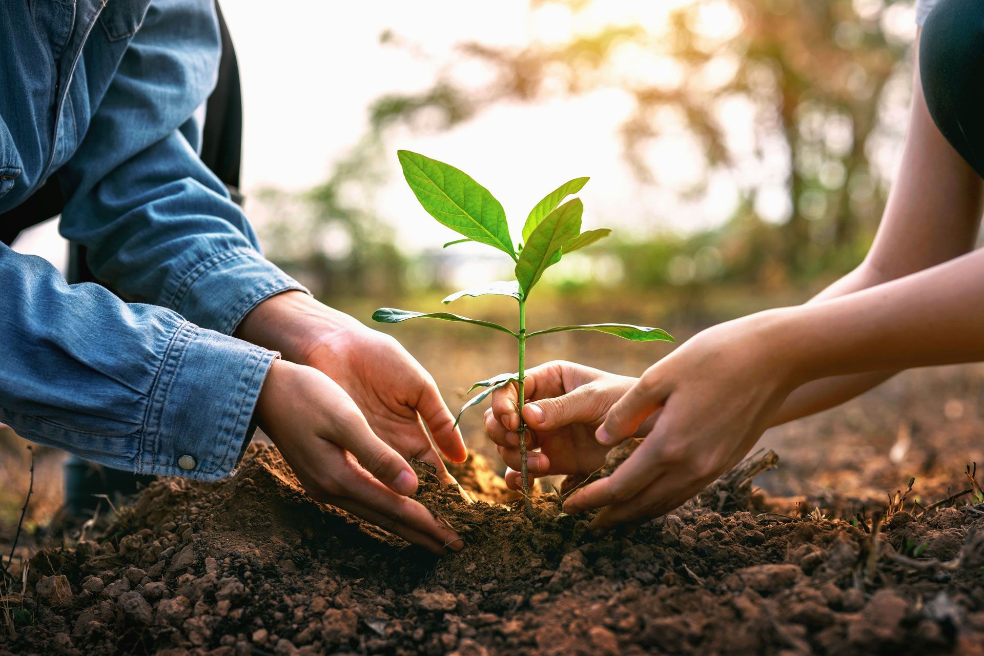 Two hands plant a small green sapling in soil outdoors at sunset.