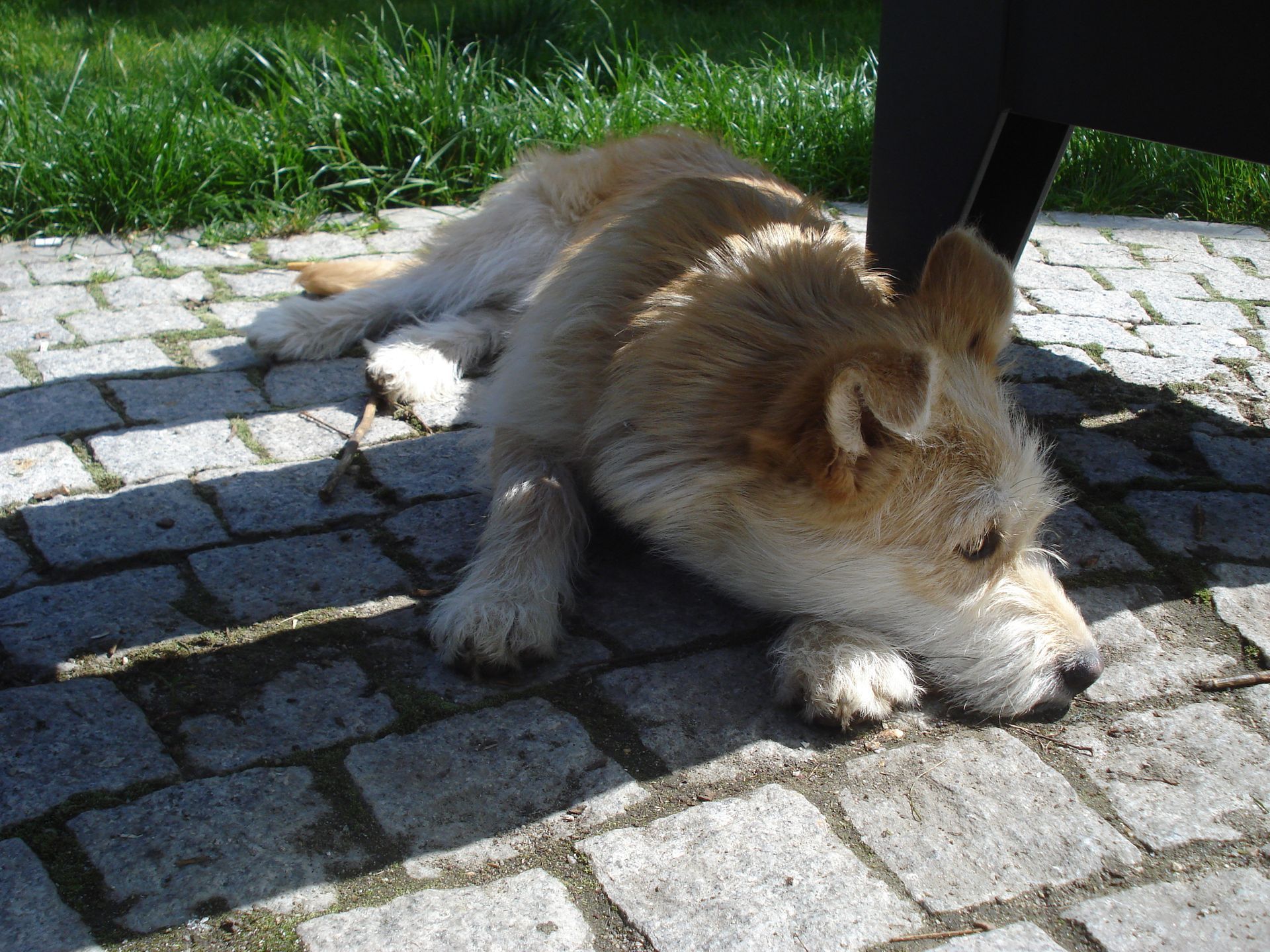 dog lying near chair trying to get shade