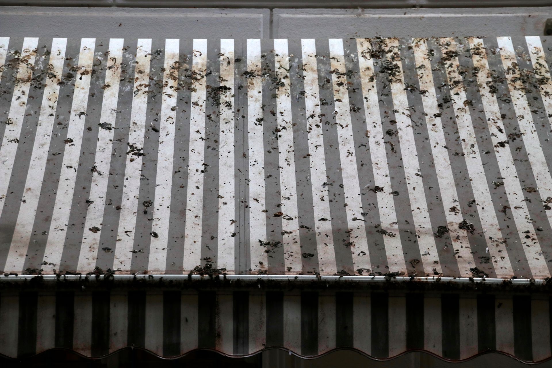 awning cleaning mildew