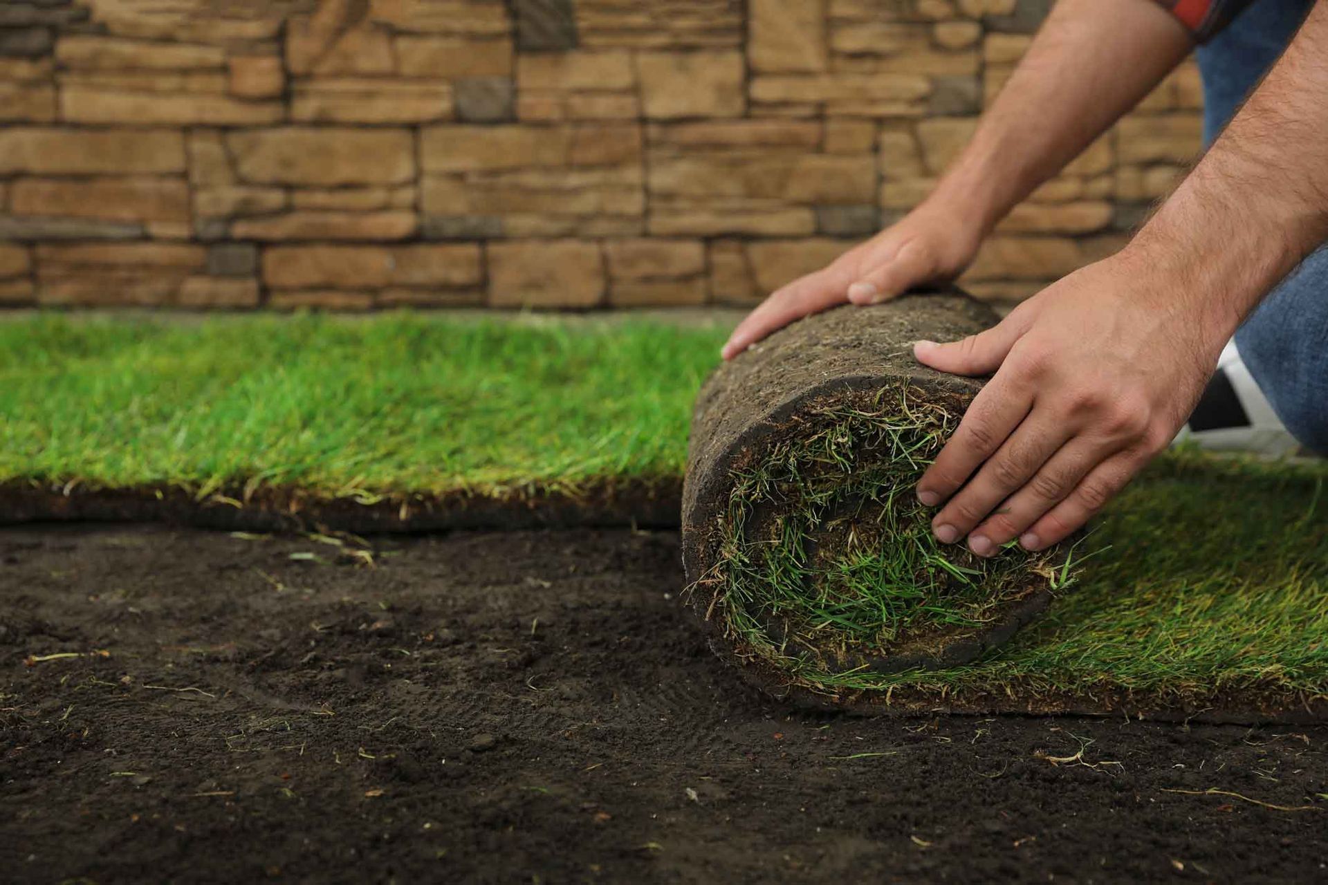 Hands rolling out a strip of green sod over bare soil in a yard.