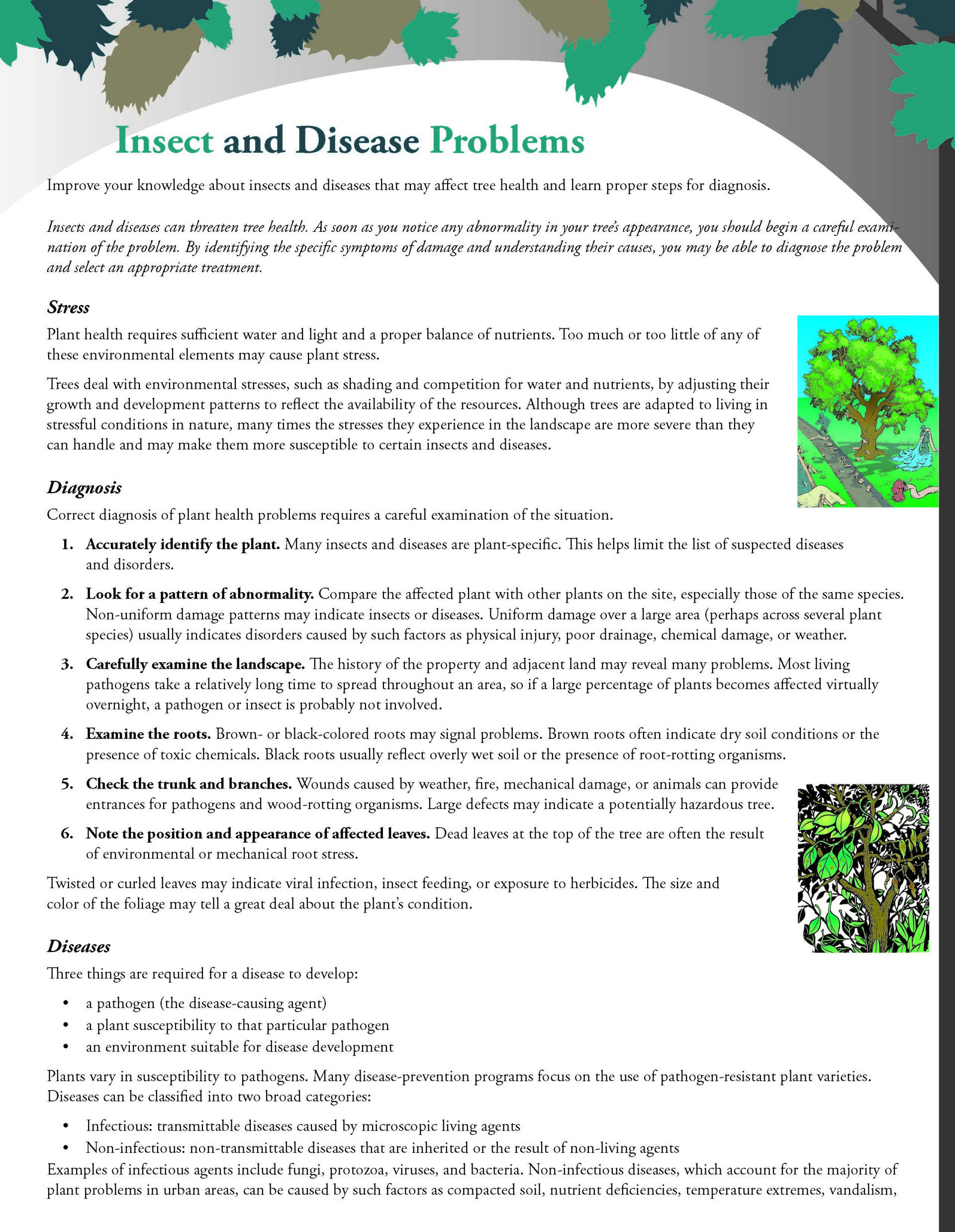 Insect & Disease | Kingston, NY | Roots Up Plant Health Inc.