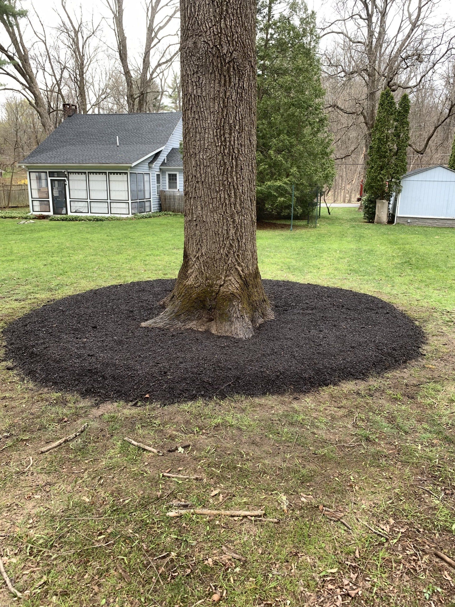Big Soil on Tree — Kingston, NY — Roots Up Plant Health Inc.