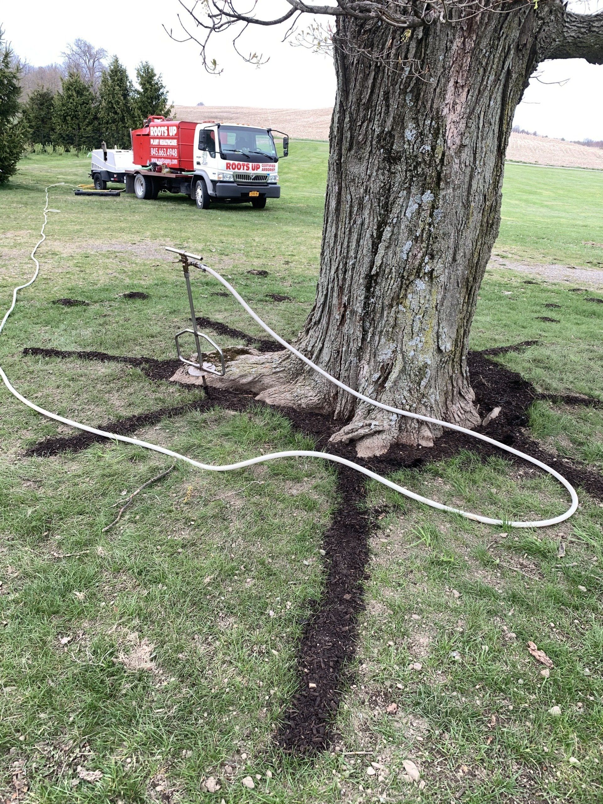 Tree Roots with New Soil — Kingston, NY — Roots Up Plant Health Inc.