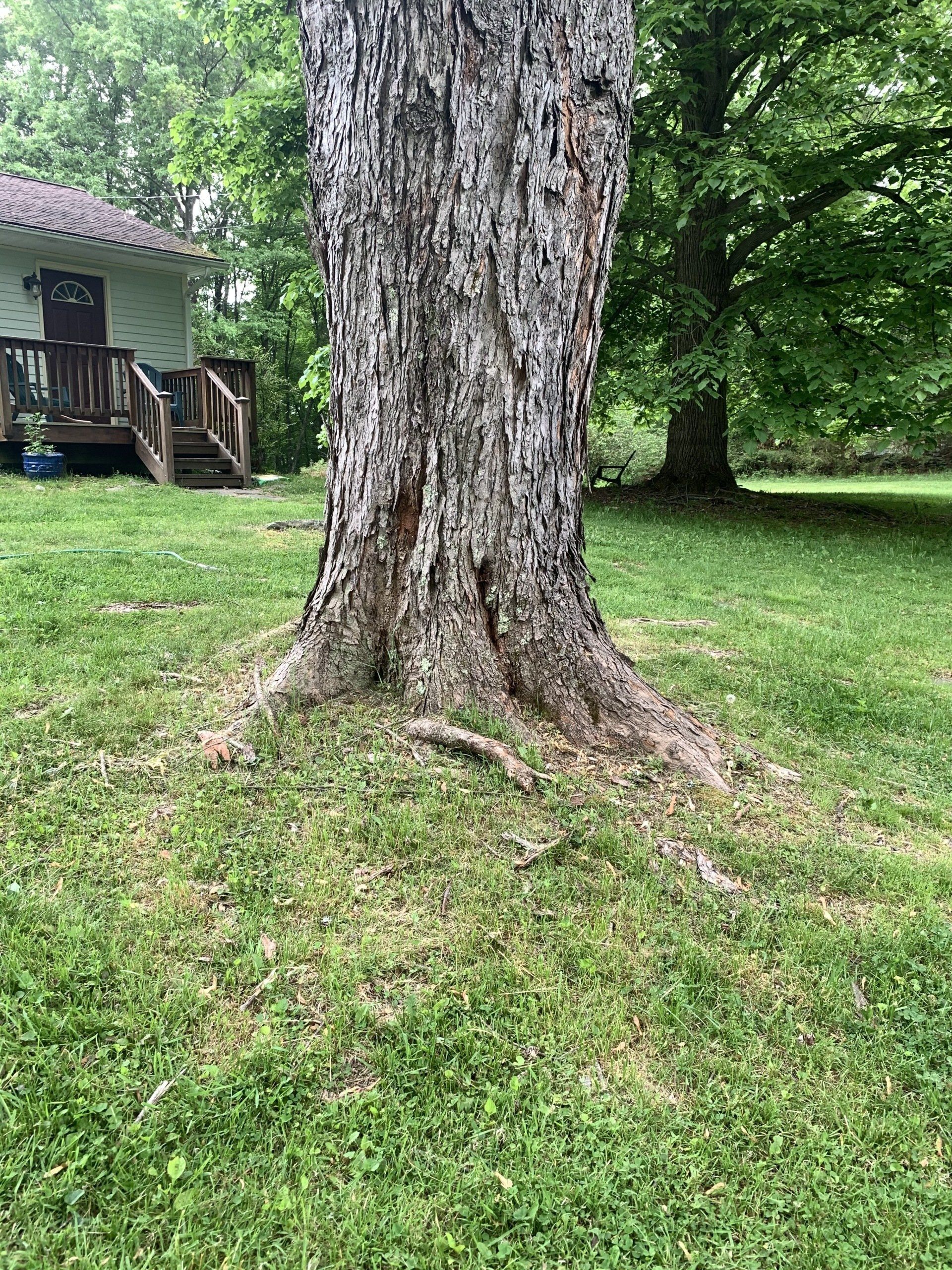 Tree Roots Maintenance — Kingston, NY — Roots Up Plant Health Inc.