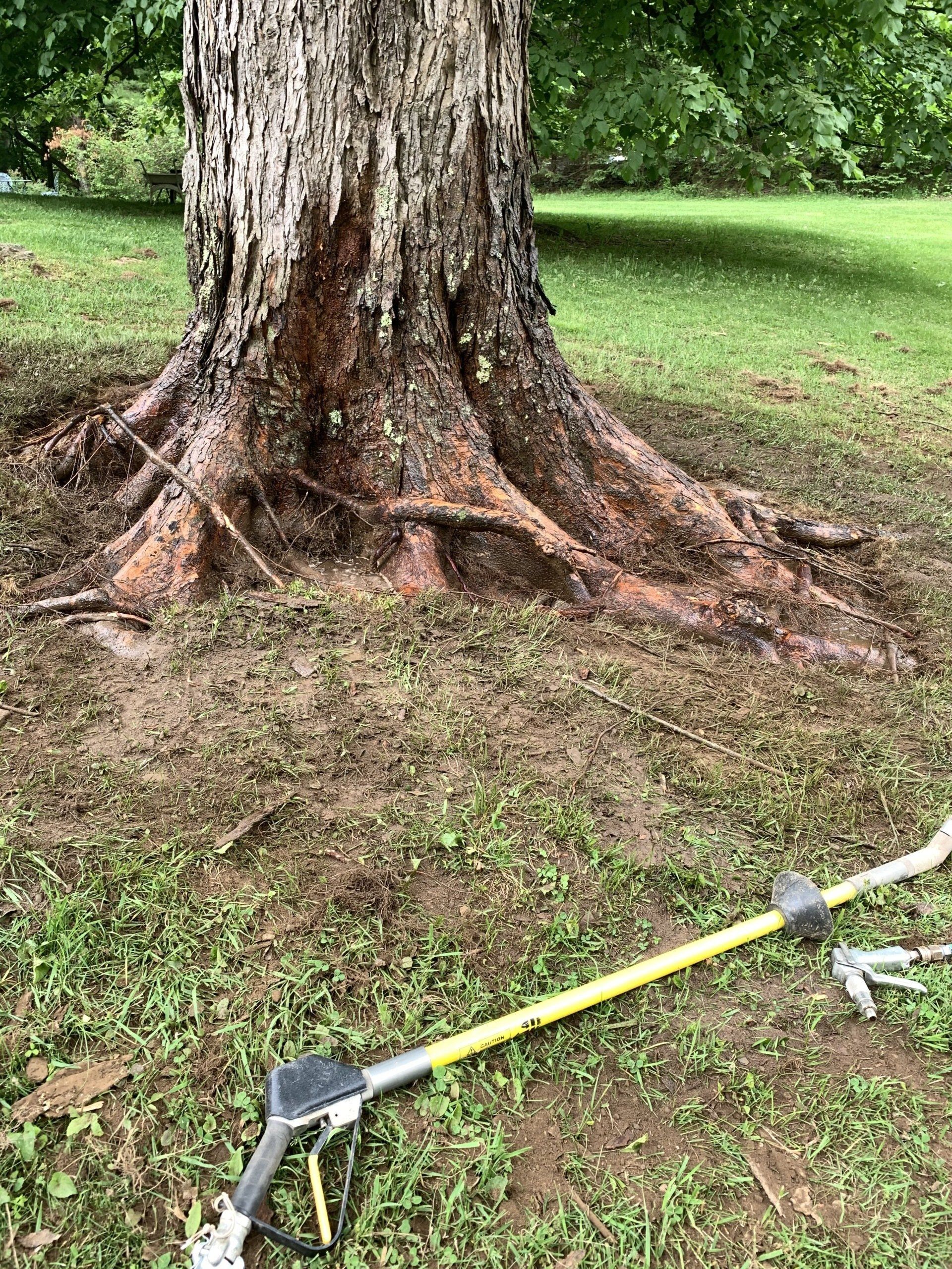 Cleaning Old Tree Roots — Kingston, NY — Roots Up Plant Health Inc.