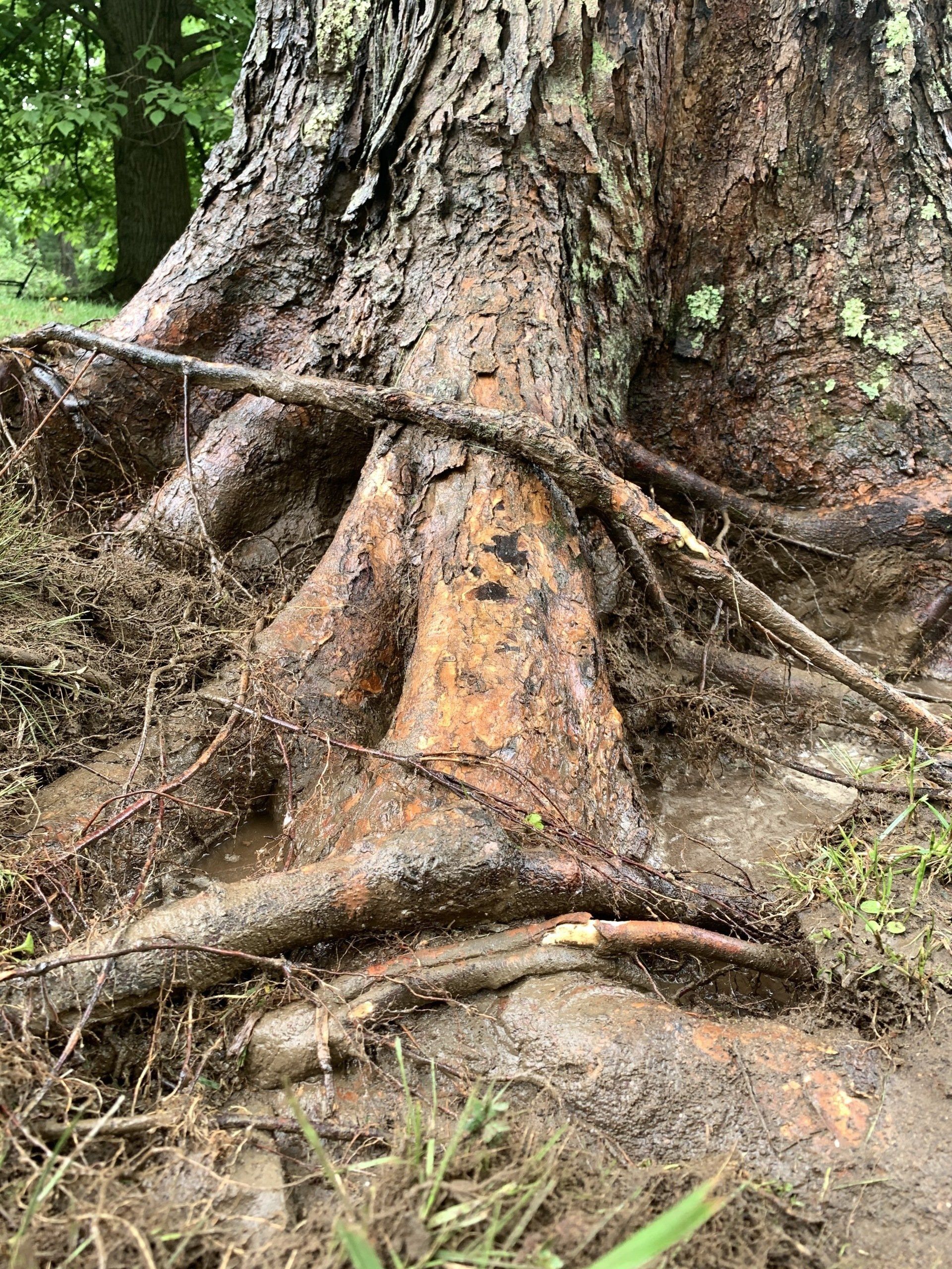 Big Tree Roots — Kingston, NY — Roots Up Plant Health Inc.